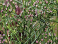 Common, Cumin Seed