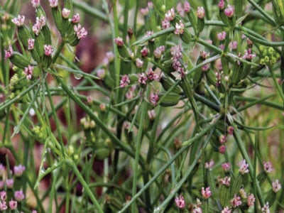 Common, Cumin Seed