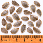 Cup Plant, Silphium Seed