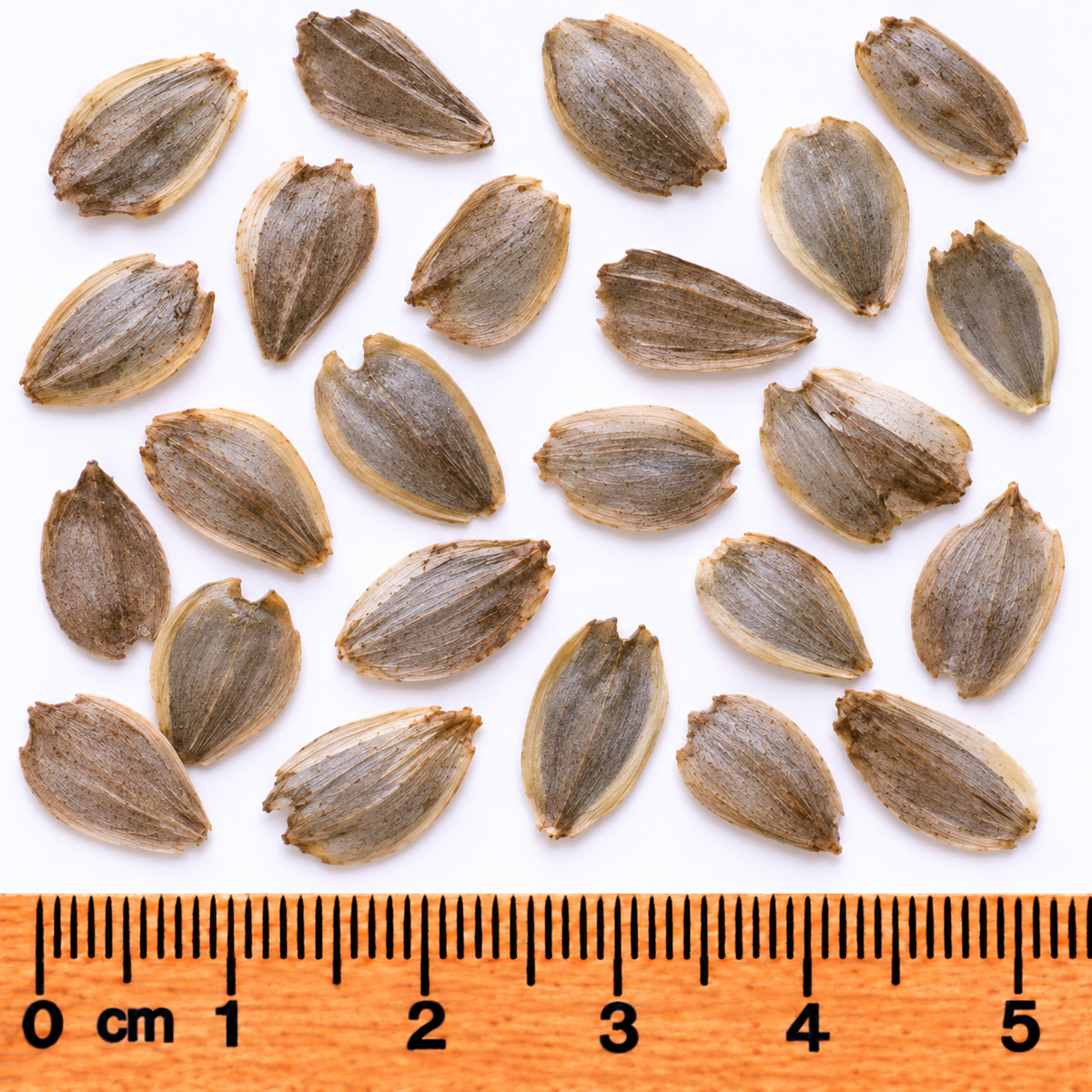 Cup Plant, Silphium Seed