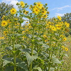 Cup Plant, Silphium Seed