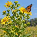 Cup Plant, Silphium Seed