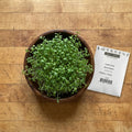 Curled, Cress Seed