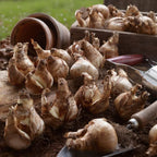 60 Days of Daffodils, Daffodil Bulbs