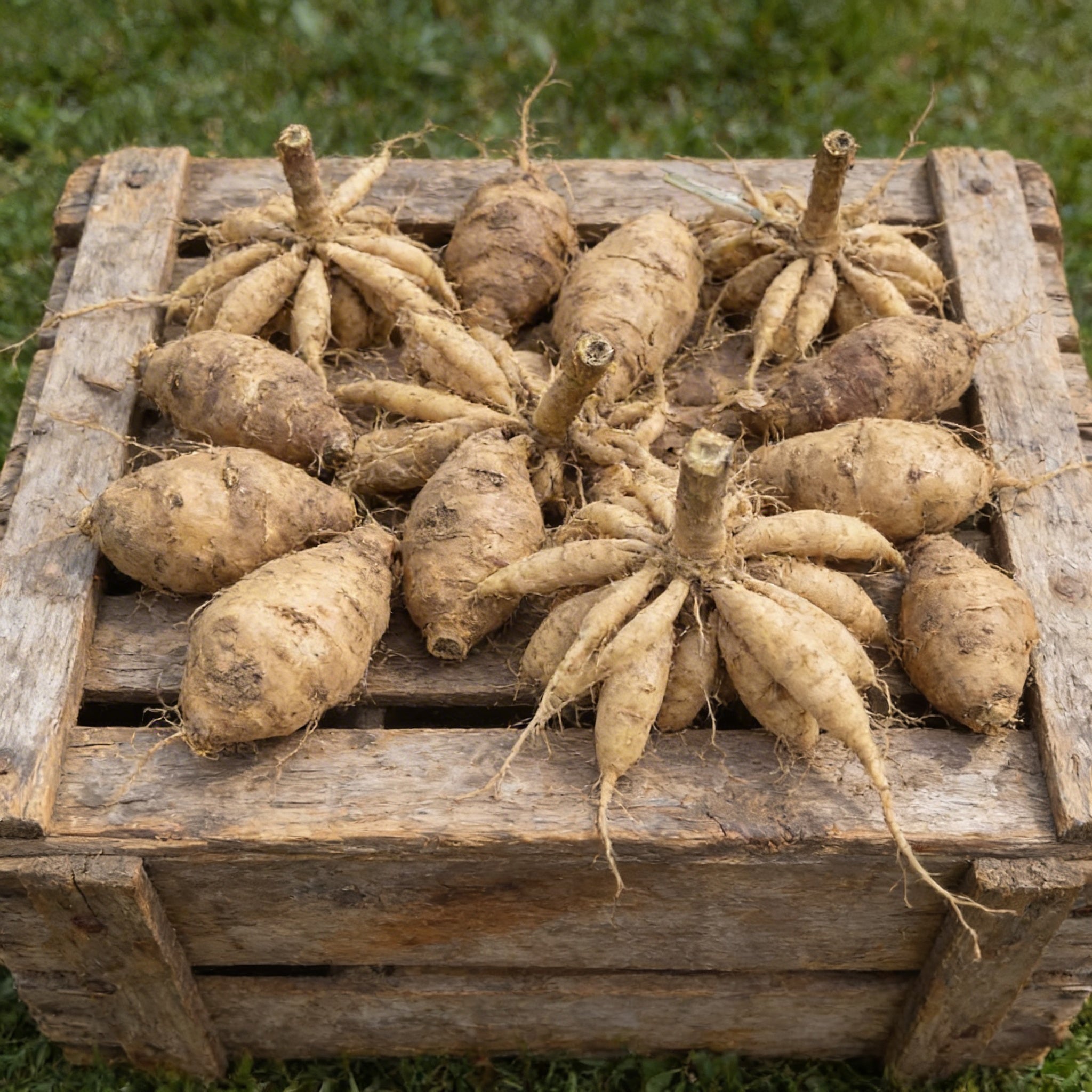 Penhill Watermelon, Dahlia Tubers