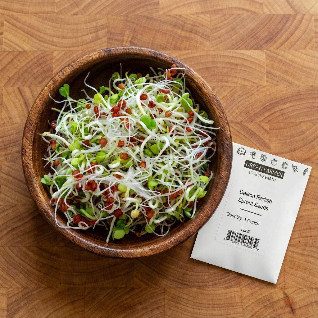 Daikon Radish, Sprout Seeds