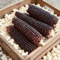 Dakota Black Popcorn, Corn Seed