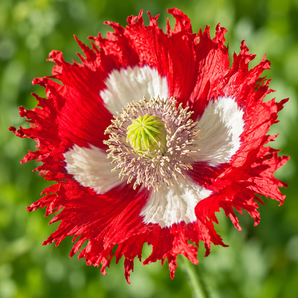 Danish Flag, Poppy Seeds