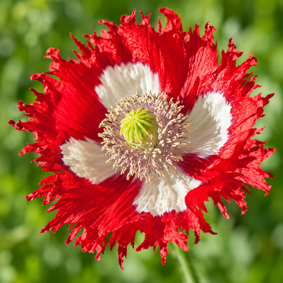 Danish Flag, Poppy Seeds