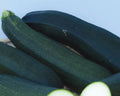 Dark Green, Zucchini Seeds