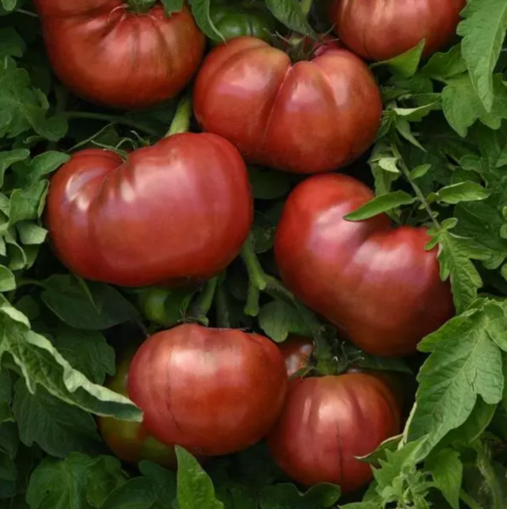 DarkStar, (F1) Tomato Seeds