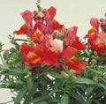 Deep Bronze Floral Showers, (F1) Snapdragon Seeds