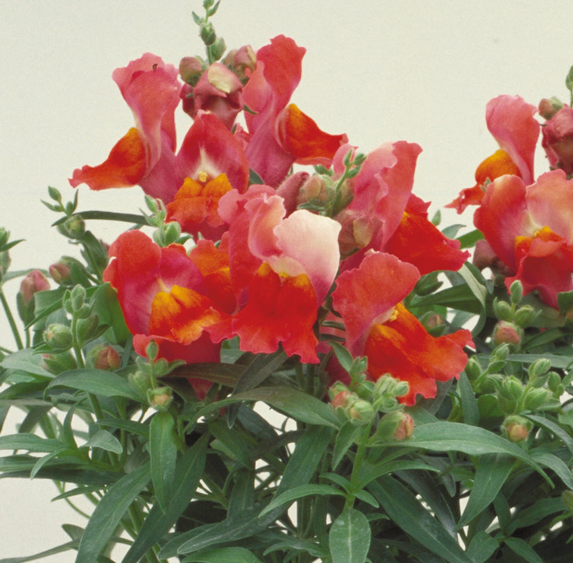 Deep Bronze Floral Showers, (F1) Snapdragon Seeds