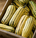 Delicata, Squash Seeds