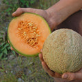 Delicious 51, Melon Seeds