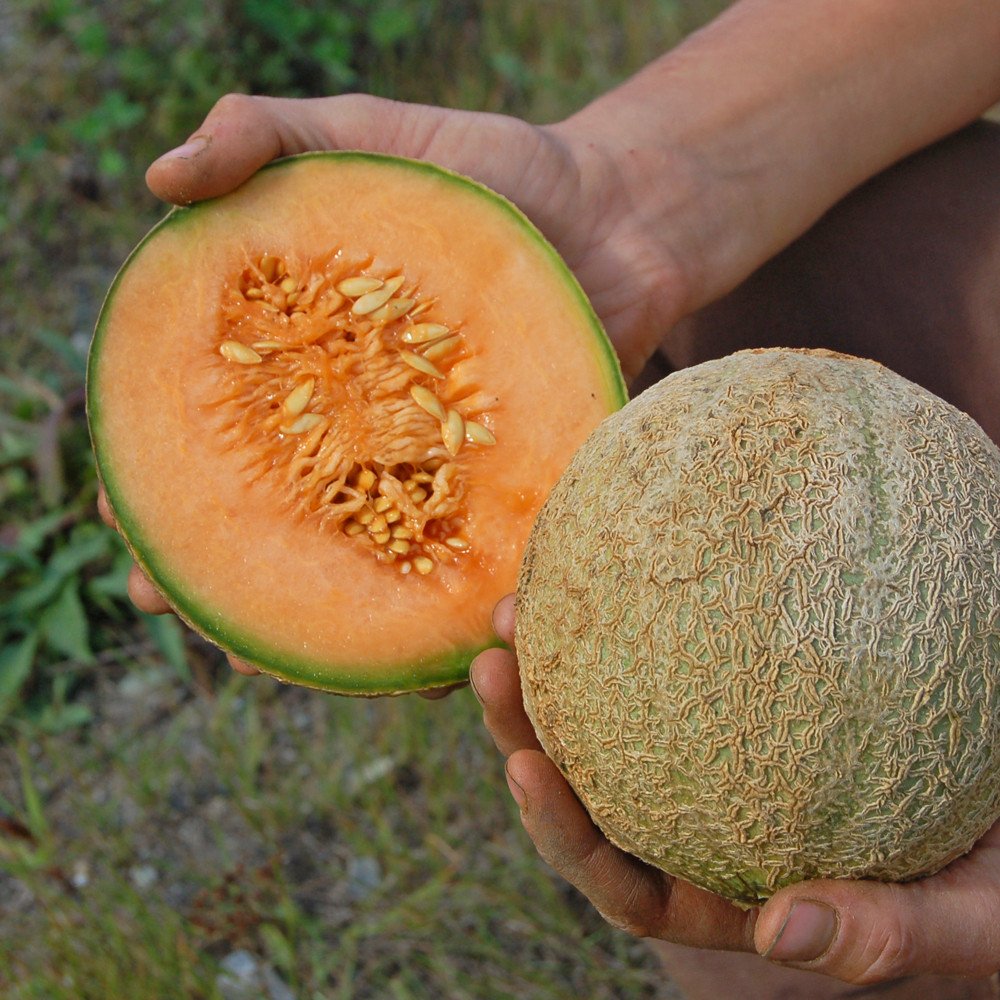 Delicious 51, Melon Seeds
