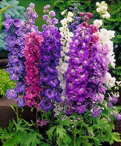 Magic Fountains, Delphinium Seeds