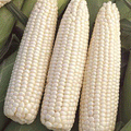 Devotion, (F1) Corn Seed