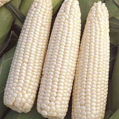 Devotion, (F1) Corn Seed