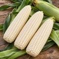 Devotion, (F1) Corn Seeds