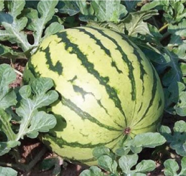Dixie Queen, Watermelon Seeds