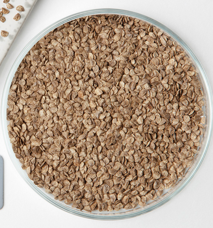 False Aralia, Dizygotheca Seed