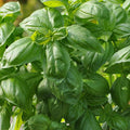 Dolce Fresca, Basil Seeds