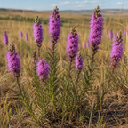 Dotted, Blazing Star Seed