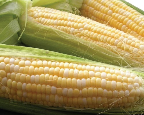 Double Standard, Organic Corn Seed