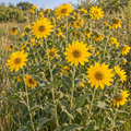 Downy, Sunflower Seeds