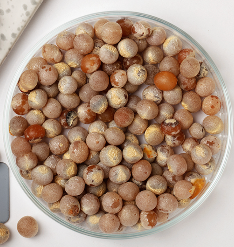 Dragon Tree, Dracaena Seed