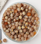Dragon Tree, Dracaena Seed