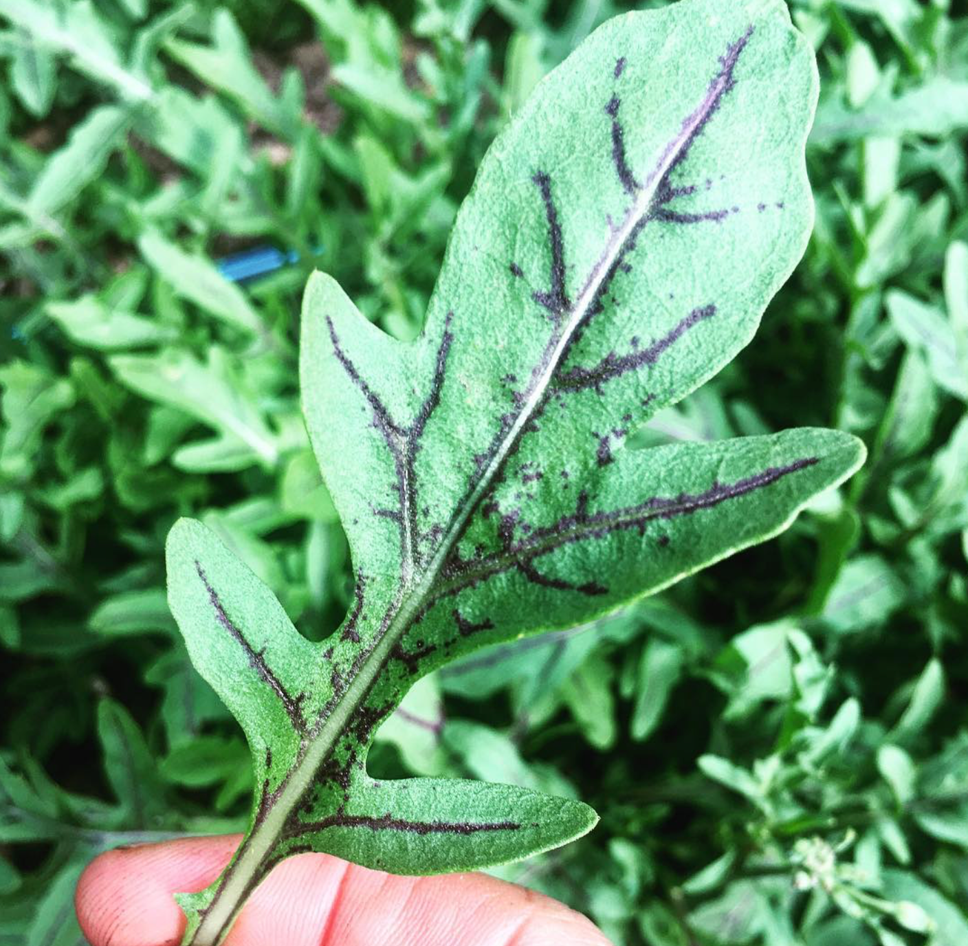 Dragon's Fire, Arugula Seed