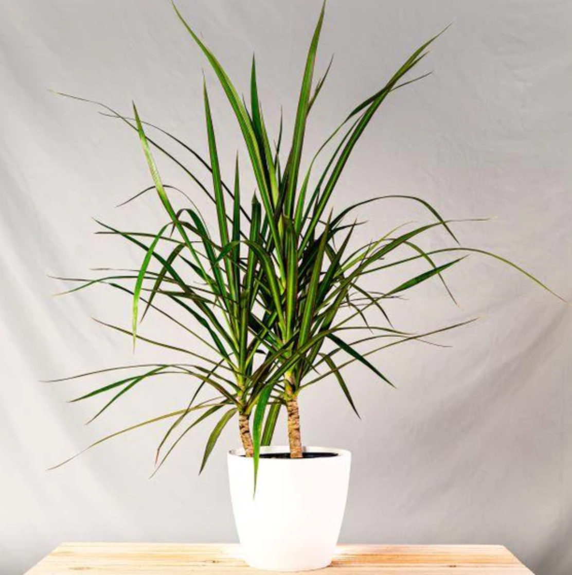 Dragon Tree, Dracaena Seed – Urban Farmer