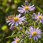 Drummond's, Aster Seed