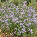 Drummond's, Aster Seeds