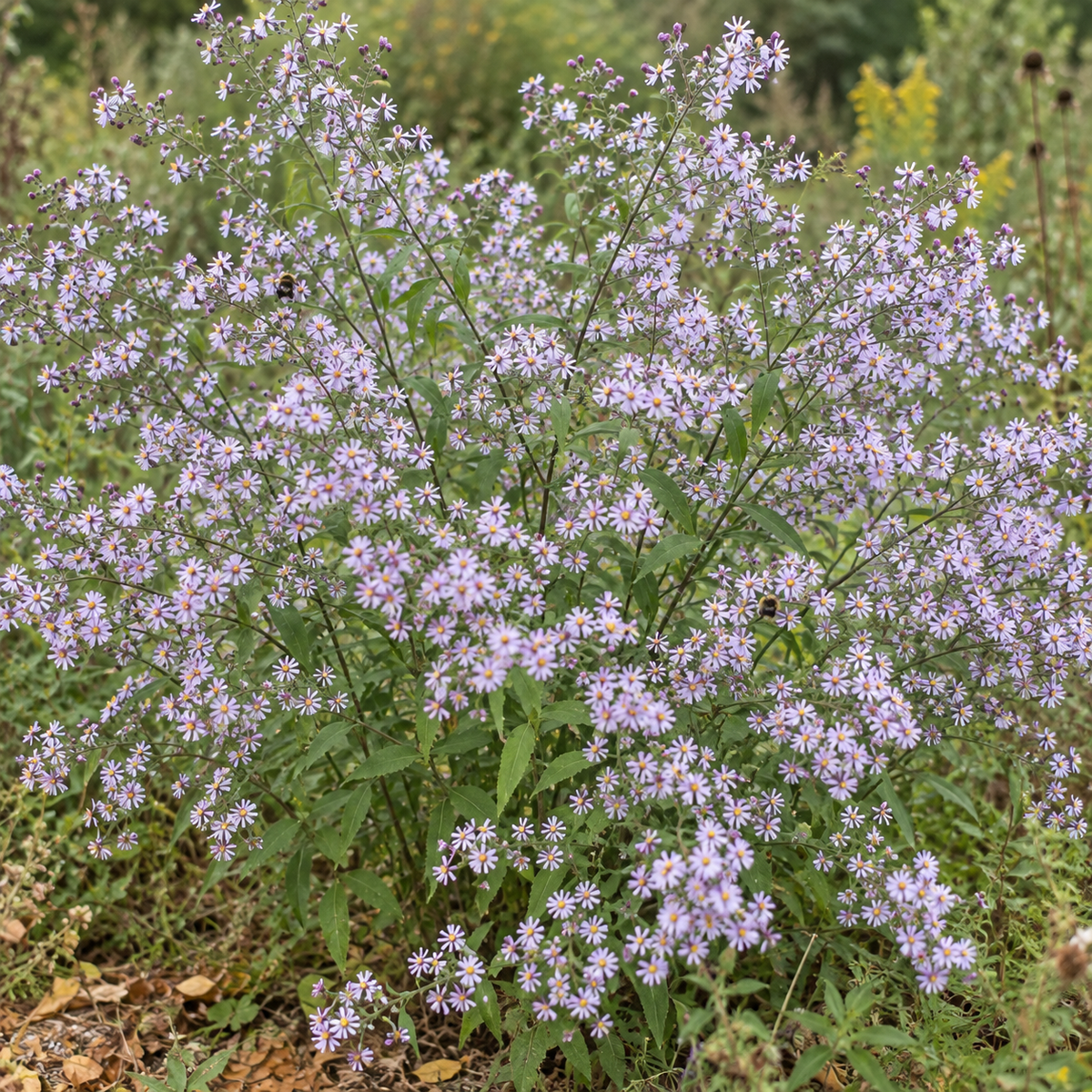 Drummond's, Aster Seeds