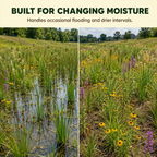 Dry Basin Flower Seed