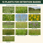 Dry Basin Wildflower Flower Variety Chart