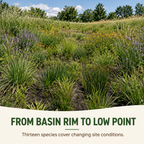 Dry Basin Wildflower Plants