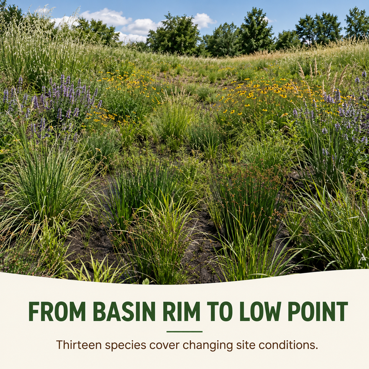 Dry Basin Wildflower Plants