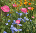 Dry Area Blend, Wildflower Seed