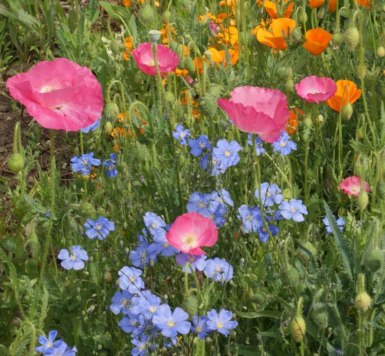 Dry Area Blend, Wildflower Seed