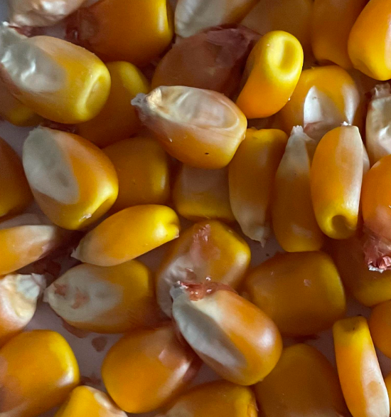 Dublin, Corn Seed