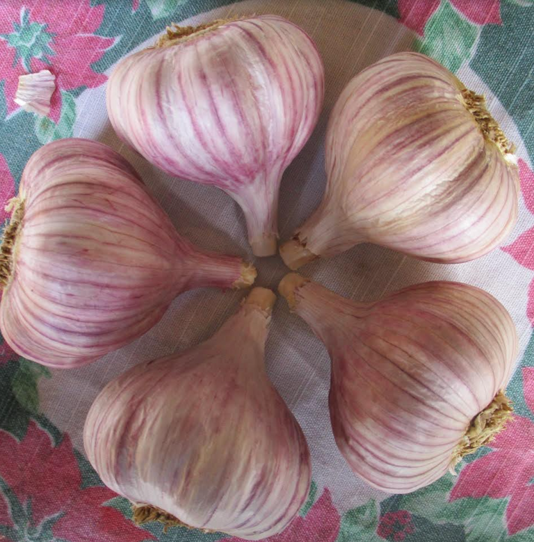 Duganski, Garlic Bulbs