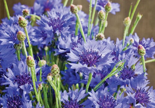 Dwarf Blue, Centaurea Seeds