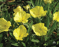 Evening, Primrose Seeds