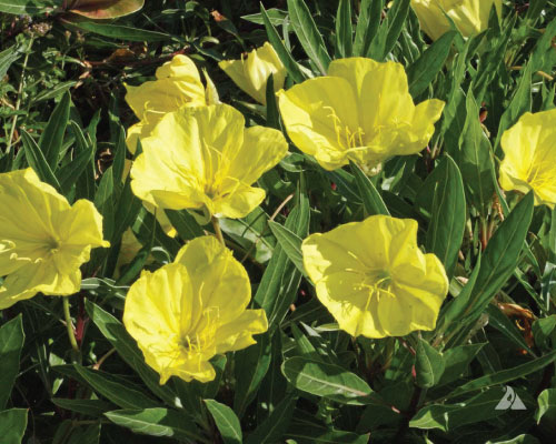 Evening, Primrose Seeds