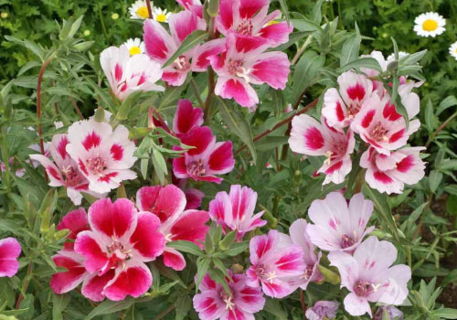 Dwarf Godetia, Clarkia Seeds