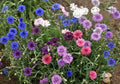 Dwarf Mix, Centaurea Seeds